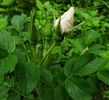 Blanka rose photo