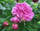Julie de Mersan rose photo