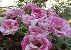 Berries 'n' Cream rose photo