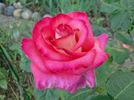 Brooks' Red rose photo