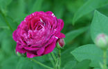 Mrs Yamada rose photo
