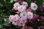 Baba Kay rose photo