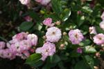 Baba Kay rose photo