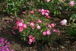 Ciocärlia rose photo