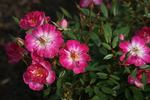 Ciocärlia rose photo