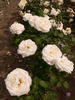 White Nights rose photo