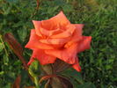 Vera Johns ® rose photo