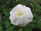 Marshmallow Fluff ™ rose photo