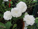Marshmallow Fluff ™ rose photo