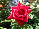 Avon ® rose photo