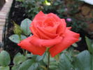 Vera Johns ® rose photo