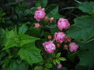 Amade László rose photo
