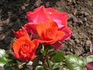 Piccolo ® rose photo