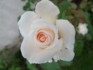 Helena Renaissance rose photo