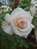 Helena Renaissance rose photo