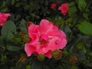Alicja rose photo