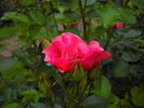 Alicja rose photo