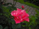 Alicja rose photo