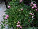 Amade László rose photo