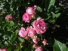 Amade László rose photo