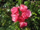 Jolisquare ® rose photo