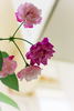 Twins rose photo