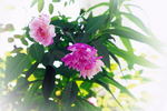 Twins rose photo