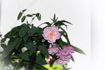 Twins rose photo