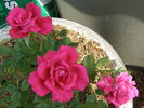 Norwich Sweetheart ™ rose photo