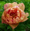 Lollipop peony photo