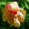 Lollipop peony photo