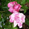Nymphe Egeria rose photo