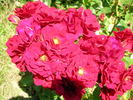 Red Hat Lady rose photo