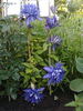 Daniel Deronda clematis photo