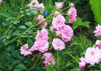 Deutsches Rosarium Dortmund rose photo
