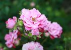 Deutsches Rosarium Dortmund rose photo