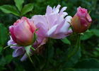 Primerose Sistau rose photo