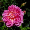 Primerose Sistau rose photo