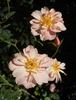 2BY2XPPD rose photo