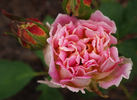 Bradova Germania rose photo