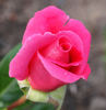 Klimentina rose photo