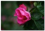 Bizarre de Lens rose photo