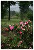 Bizarre de Lens rose photo