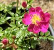 Ckollo rose photo