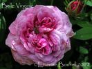 Belle Virginie rose photo