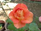 Tangerine Streams rose photo