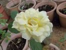 Orchard's Pride rose photo