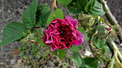 Luciole rose photo