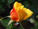 Aureola rose photo
