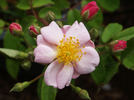 Super Jane rose photo